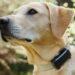 Your Whistle pet tracker will stop working next month