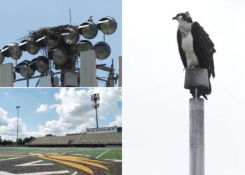 Minnesota Apple Valley High School rearrange football schedule after ospreys take over field