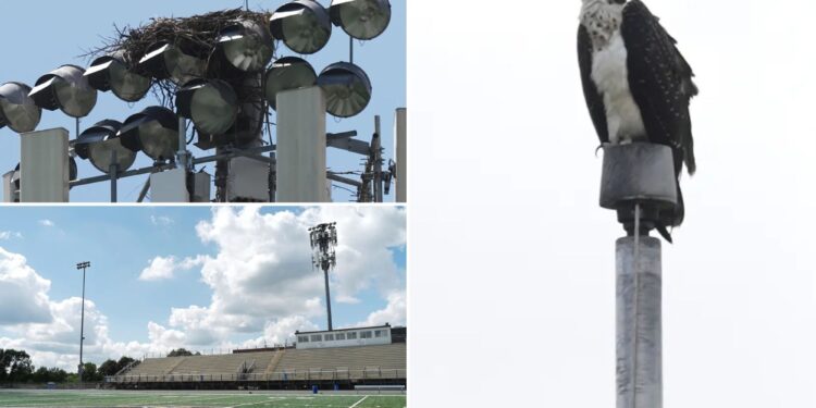 Minnesota Apple Valley High School rearrange football schedule after ospreys take over field