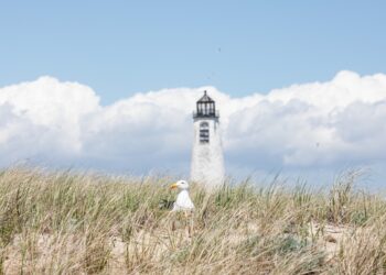 A nesting gull in the dunes in front of Great Point Lighthouse on the Coskata-Coatue Wildlife Refuge in Nantucket, Massachusetts.