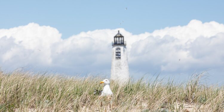 A nesting gull in the dunes in front of Great Point Lighthouse on the Coskata-Coatue Wildlife Refuge in Nantucket, Massachusetts.