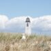 A nesting gull in the dunes in front of Great Point Lighthouse on the Coskata-Coatue Wildlife Refuge in Nantucket, Massachusetts.