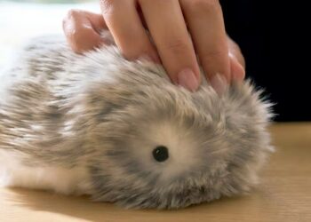 Casio’s stress-relieving furry robot is coming to the US