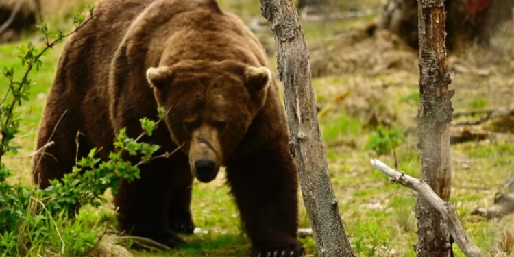 All hail the new Fat Bear Champion