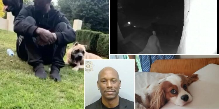 'Fast and Furious' star Tyrese Gibson arrested after his dogs killed neighbor's pooch outside Georgia home