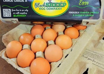 A carton of Black Sheep Egg Company's 12 large grade A free-range eggs.