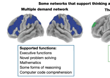 A set of images of the brain, with different parts lighting up, labeled “language network,” “multiple demand network,” and “theory of mind network,” all of which support different functions.