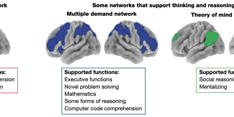 A set of images of the brain, with different parts lighting up, labeled “language network,” “multiple demand network,” and “theory of mind network,” all of which support different functions.