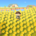 An Animal Crossing villager stands in a field of yellow cosmos. Across the river in the background are tree stumps and some other debris.