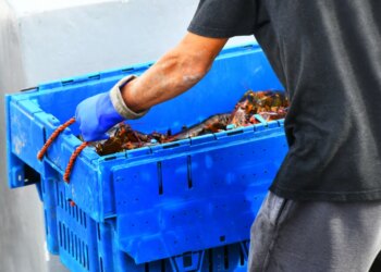 A fisherman in blue gloves unloads a blue bin full of live Maine lobsters from a boat.