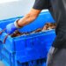 A fisherman in blue gloves unloads a blue bin full of live Maine lobsters from a boat.