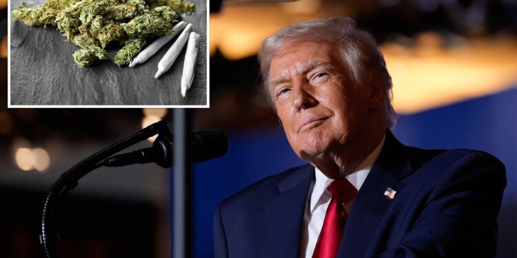 Cannabis stocks spike on reports Trump plans to ease federal pot restrictions
