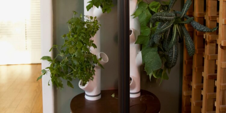 Gardyn Studio 2 review: this smart garden turned my black thumb green