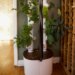 Gardyn Studio 2 review: this smart garden turned my black thumb green