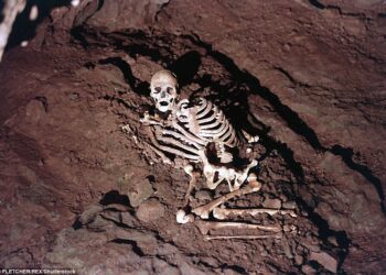 Cheddar Man, thought to have died in his twenties and have had a relatively good diet, lived in Britain when it was almost completely depopulated. Pictured is a reconstruction of the prehistoric male's remains as they were found in a Gough's Cave a century ago