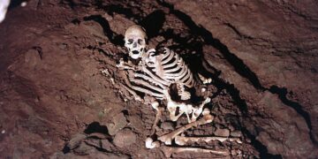 Cheddar Man, thought to have died in his twenties and have had a relatively good diet, lived in Britain when it was almost completely depopulated. Pictured is a reconstruction of the prehistoric male's remains as they were found in a Gough's Cave a century ago