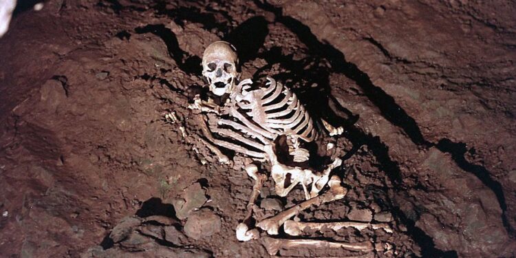 Cheddar Man, thought to have died in his twenties and have had a relatively good diet, lived in Britain when it was almost completely depopulated. Pictured is a reconstruction of the prehistoric male's remains as they were found in a Gough's Cave a century ago