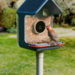 Birdbuddy’s new smart feeders aim to make spotting birds easier, even for beginners