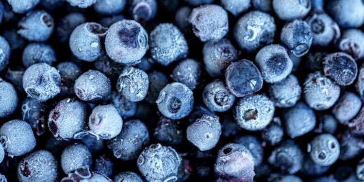 Close-up of numerous frozen blueberries, some covered in frost.