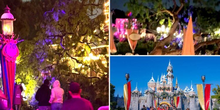 Couple claims a tree fell on them at Disneyland