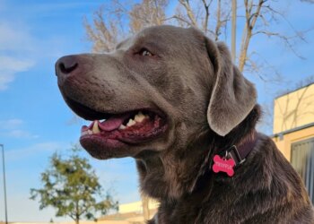 Now anyone can tap Ring doorbells to search for lost dogs