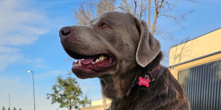 Now anyone can tap Ring doorbells to search for lost dogs