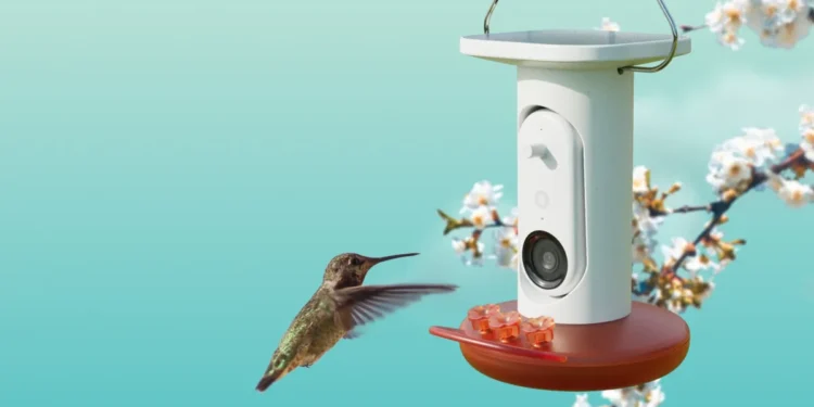 Birdbuddy’s AI-powered hummingbird feeder is matching its best price to date