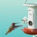 Birdbuddy’s AI-powered hummingbird feeder is matching its best price to date
