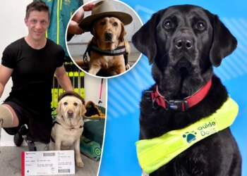 These service dogs are headed forthe 2026 Paralympic Winter Games