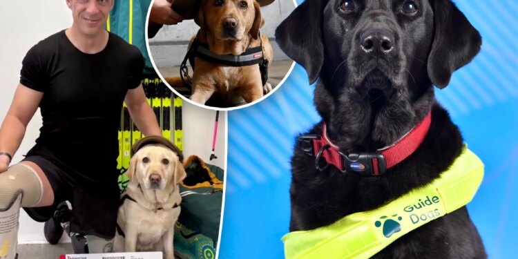 These service dogs are headed forthe 2026 Paralympic Winter Games