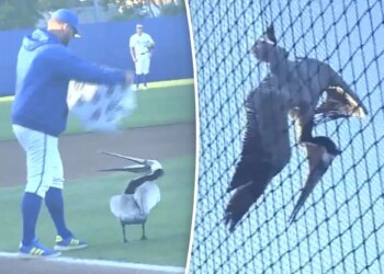 UCSB vs. LMU baseball game delayed by enormous pelican