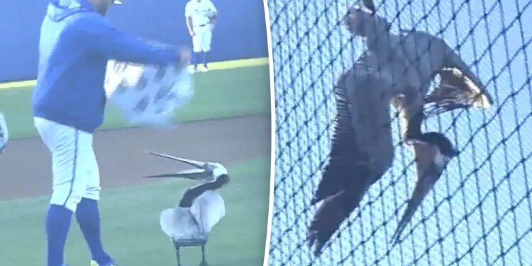 UCSB vs. LMU baseball game delayed by enormous pelican