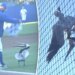UCSB vs. LMU baseball game delayed by enormous pelican