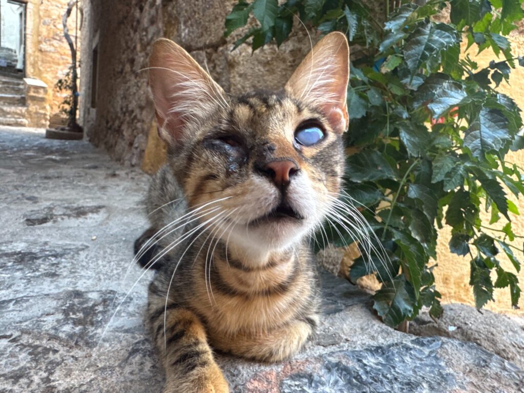 One of the cats at Monemvasia Kastro