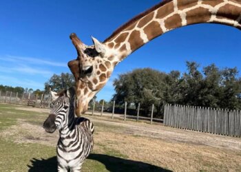 A giraffe leans down to nuzzle a zebra friend