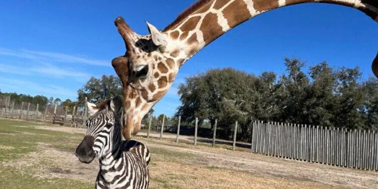 A giraffe leans down to nuzzle a zebra friend