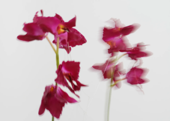 Two artificial orchids swinging past each other in a motion blur.