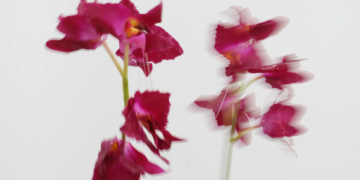 Two artificial orchids swinging past each other in a motion blur.