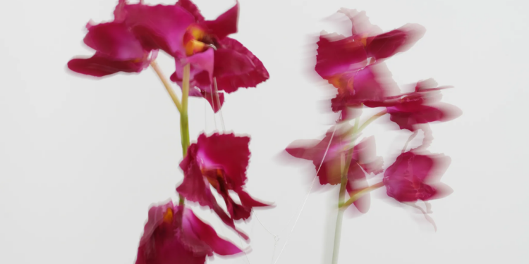 Two artificial orchids swinging past each other in a motion blur.