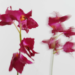 Two artificial orchids swinging past each other in a motion blur.