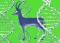 Is this ‘de-extinction’ project actually onto something?