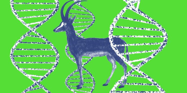 Is this ‘de-extinction’ project actually onto something?