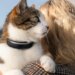 Tractive’s new dog and cat trackers provide more health insights for your pets