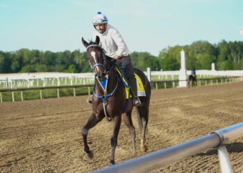 Holly's Holiday, a Black-Eyed Susan entry, trains during morning workouts at Laurel Park.