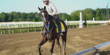 Holly's Holiday, a Black-Eyed Susan entry, trains during morning workouts at Laurel Park.