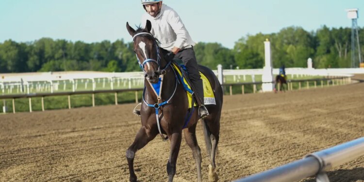 Holly's Holiday, a Black-Eyed Susan entry, trains during morning workouts at Laurel Park.