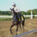 Holly's Holiday, a Black-Eyed Susan entry, trains during morning workouts at Laurel Park.