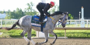 Preakness Stakes entry Bull By The Horns training during morning workouts.