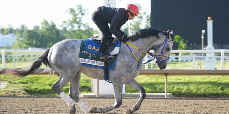 Preakness Stakes entry Bull By The Horns training during morning workouts.