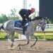 Preakness Stakes entry Bull By The Horns training during morning workouts.